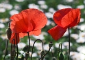 24 Tiere-Blume-Makro-D31_5274